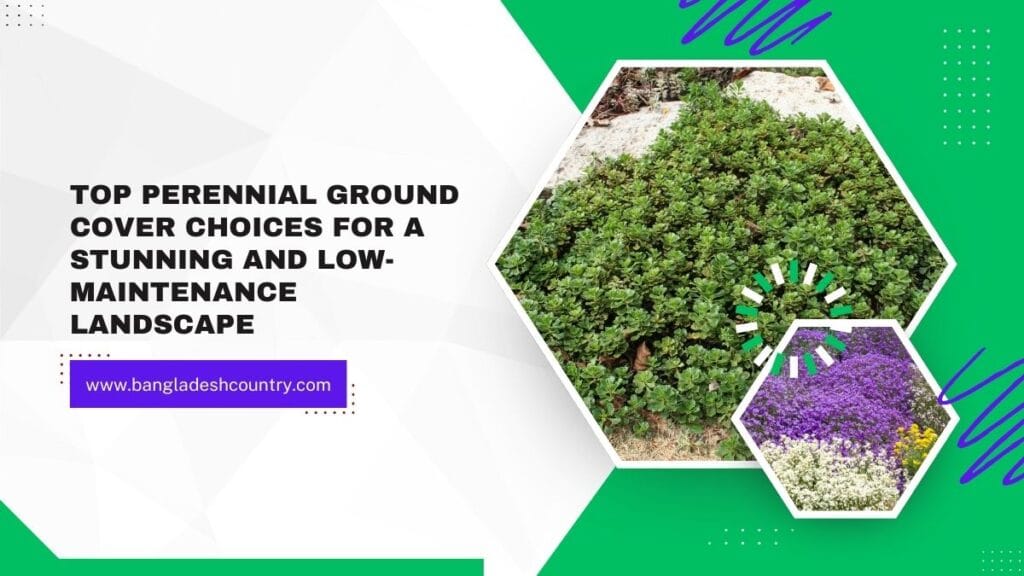 Top Perennial Ground Cover Choices