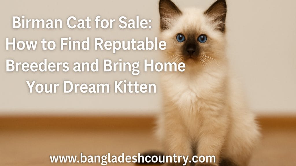 Birman Cat for Sale