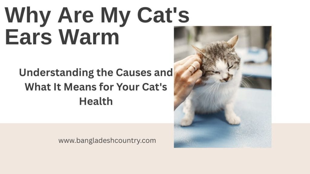 Why Are My Cat's Ears Warm? 7 Alarming Reasons to Know