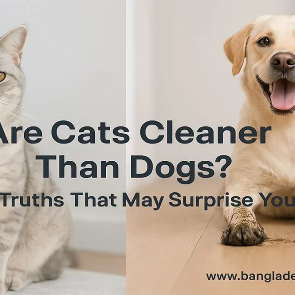 A comparison image split down the middle. On the left is a grey tabby cat with yellow eyes looking directly at the camera. On the right is a smiling golden retriever dog with its tongue out, also looking at the camera. Overlaid text asks: 'Are Cats Cleaner Than Dogs? 5 Truths That May Surprise You' with 'www.bangladeshcountry.com' at the bottom right.