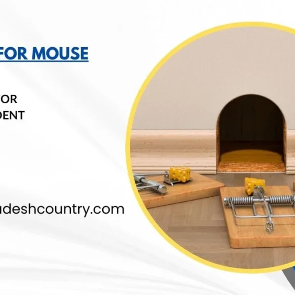 Best Bait for Mouse Traps: 7 Proven Tips