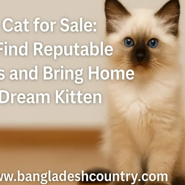 A fluffy Birman kitten with cream fur, dark brown points on its ears and face, and bright blue eyes, sitting next to the article title 'Birman Cat for Sale: How to Find Reputable Breeders and Bring Home Your Dream Kitten.' The website 'www.bangladeshcountry.com' is also visible at the bottom.