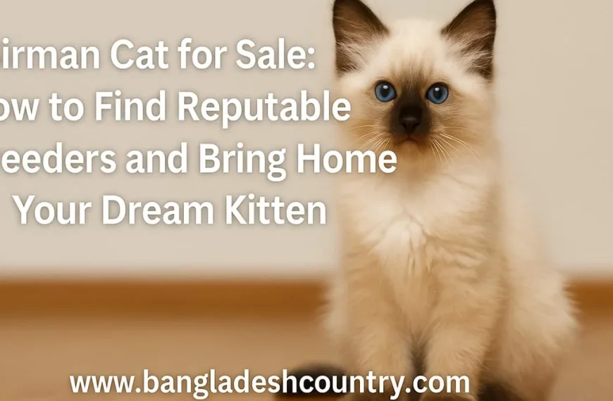 A fluffy Birman kitten with cream fur, dark brown points on its ears and face, and bright blue eyes, sitting next to the article title 'Birman Cat for Sale: How to Find Reputable Breeders and Bring Home Your Dream Kitten.' The website 'www.bangladeshcountry.com' is also visible at the bottom.