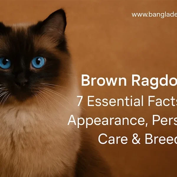 A beautiful brown Ragdoll cat with striking blue eyes, set against a brown background. The image includes white text overlay: 'Brown Ragdoll Cat: 7 Essential Facts About Appearance, Personality, Care & Breeders'.