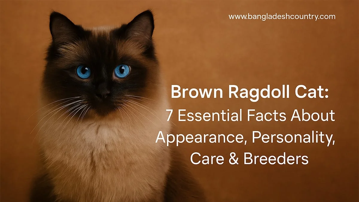A beautiful brown Ragdoll cat with striking blue eyes, set against a brown background. The image includes white text overlay: 'Brown Ragdoll Cat: 7 Essential Facts About Appearance, Personality, Care & Breeders'.