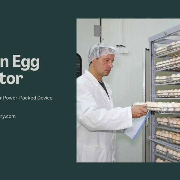A man in a white lab coat and hairnet carefully loads trays of light brown chicken eggs into a large, multi-shelf industrial chicken egg incubator. The image promotes a powerful device for efficient and successful poultry egg hatching.