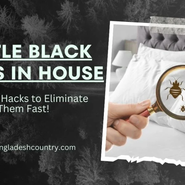 Little Black Bugs in House: 7 Proven Hacks!