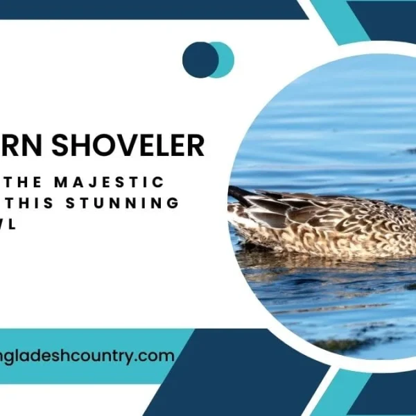 Ultimate 10 Northern Shoveler Powers Revealed