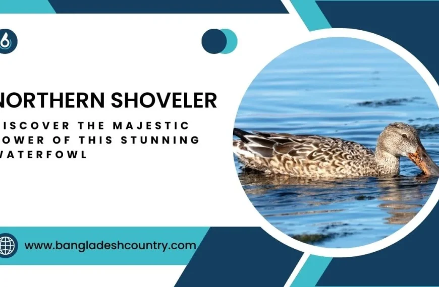A graphic featuring a Northern Shoveler duck with its distinctive large bill swimming in blue water. The text 'NORTHERN SHOVELER' is displayed prominently, accompanied by 'DISCOVER THE MAJESTIC POWER OF THIS STUNNING WATERFOWL' and the website 'www.bangladeshcountry.com'.