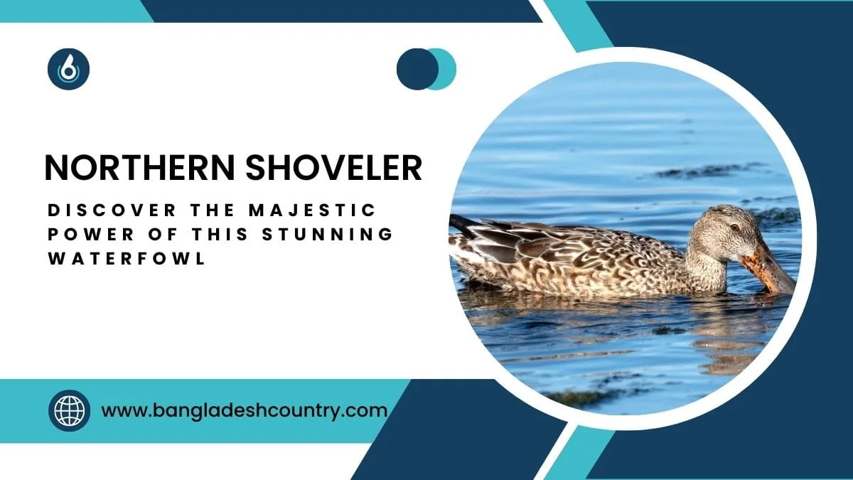 A graphic featuring a Northern Shoveler duck with its distinctive large bill swimming in blue water. The text 'NORTHERN SHOVELER' is displayed prominently, accompanied by 'DISCOVER THE MAJESTIC POWER OF THIS STUNNING WATERFOWL' and the website 'www.bangladeshcountry.com'.