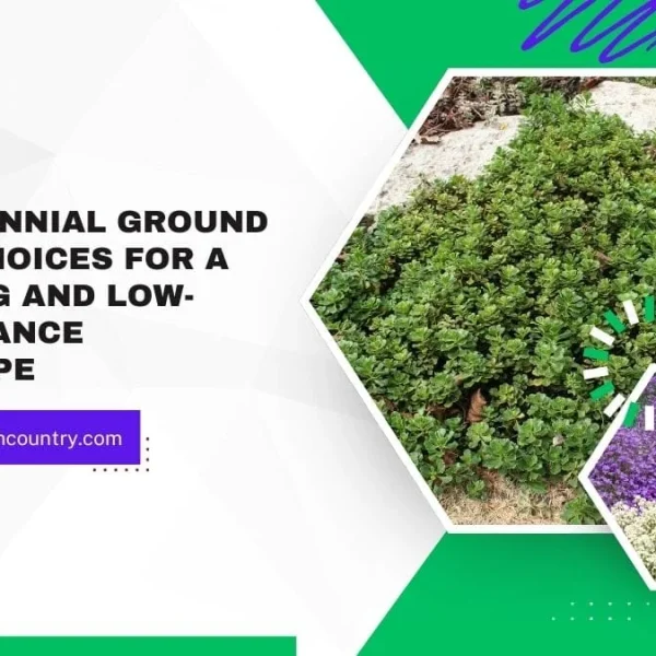 7 Best Perennial Ground Cover Choices