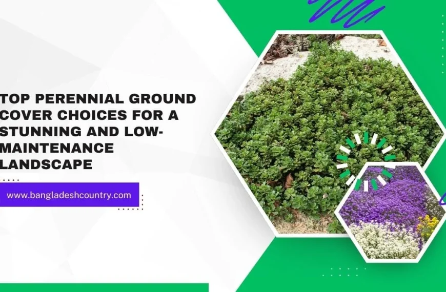 Graphic: Top perennial ground cover choices for stunning and low-maintenance landscapes. Features hexagonal images of lush green ground cover plants and vibrant purple, white, and yellow flowering ground cover. The website www.bangladeshcountry.com is prominently displayed.