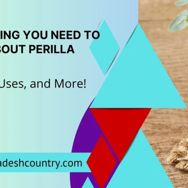 A close-up of Perilla seeds in a wooden bowl on a rustic surface, framed by geometric shapes. Text overlay reads: 'EVERYTHING YOU NEED TO KNOW ABOUT PERILLA SEEDS: Benefits, Uses, and More!' and 'www.bangladeshcountry.com'.