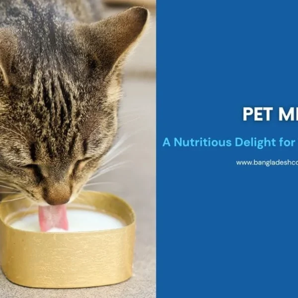 Close-up of a tabby cat lapping milk from a small gold tin alongside a blue graphic with text reading 'Pet Milk: A Nutritious Delight for Your Furry Friend' and the website bangladeshcountry.com.
