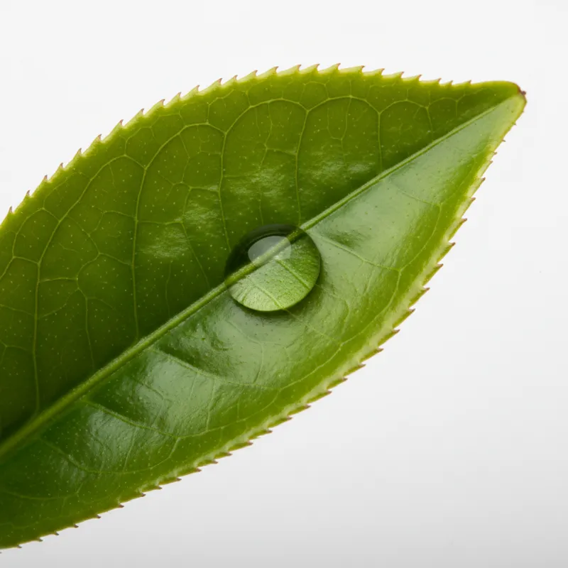 A macro shot of a single green tea tree leaf with a clear droplet of oil on its surface, against a clean, white background. The image should be vibran